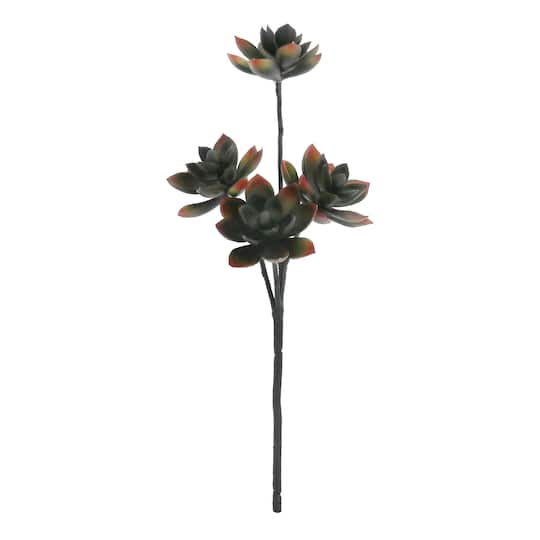 13" Black & Red Echeveria Pick by Ashland®